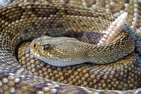 Hallan en Australia una extraña serpiente con tres ojos (fotos)