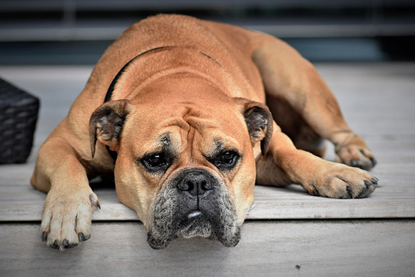 Un bulldog trata de ir al baño al "estilo humano"