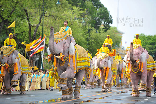 Honran a rey tailandés con desfile de elefantes