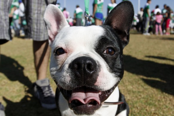Presentan el “Dog Fest Puebla 2019”