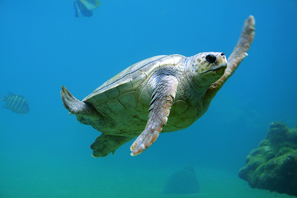 Una tortuga marina ataca ferozmente a un “cocodrilo” y una joven