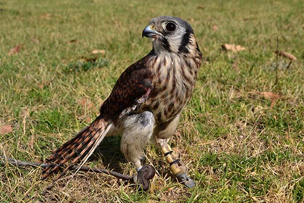 Prótesis para aves rapaces, un invento posible gracias a investigadores de la BUAP