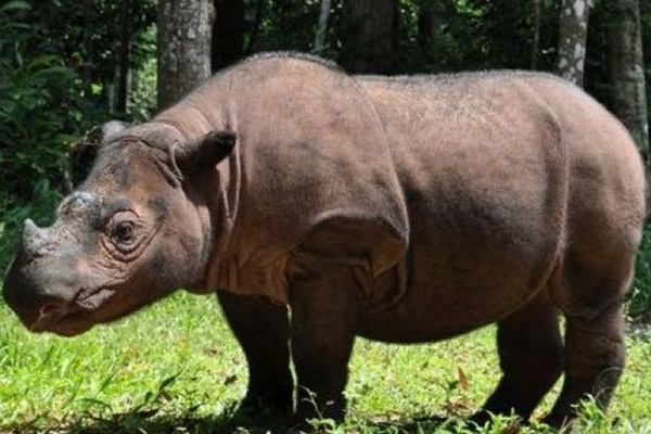 Muere el último macho de rinoceronte de Sumatra en Malasia