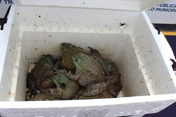 Grupo K9 rescata 10 ranas exóticas en una paquetería