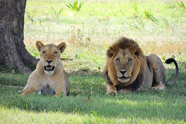 Sudafricanos en estado de alerta por fuga de 14 leones de parque nacional