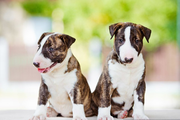 ¿Nado sincronizado? Estos cachorros de bull terrier te dejarán con la boca abierta