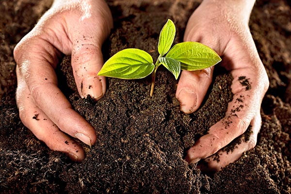 Ahora puedes contribuir al ciclo de la vida convirtiéndote en tierra fértil