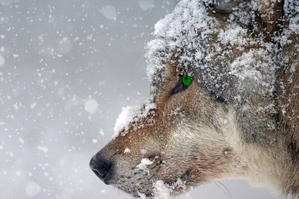 Hallan en Siberia cabeza de un lobo gigante que vivió hace 40,000 años