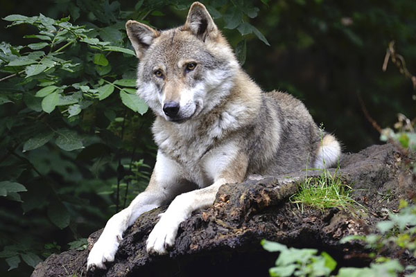 Rusia eliminará cocodrilos, lobos y tiburones de la lista de mascotas