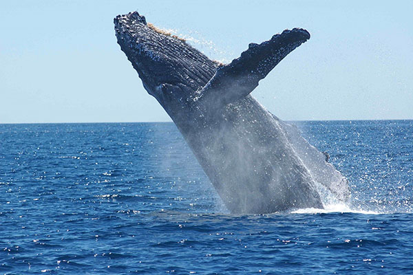 Una ballena decide almorzar y casi mata a unos turistas del susto