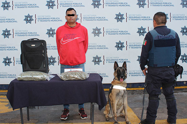 Asegura K9 a sujeto por llevar marihuana en una maleta en la CAPU