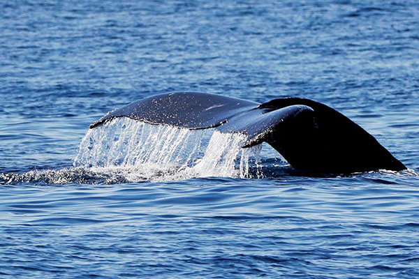 Japón reanuda la captura comercial de ballenas