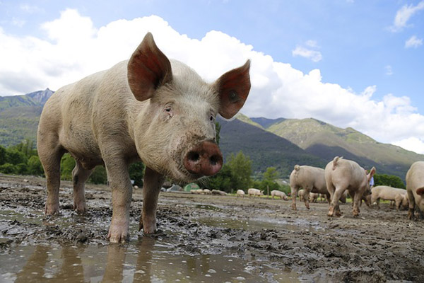 Científicos quieren hacer crecer órganos humanos en… animales de granja