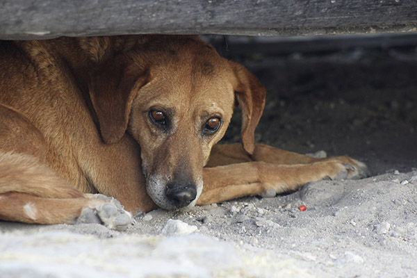 Alerta por asesinatos de perros en Zacapoaxtla; exigen apoyo del alcalde