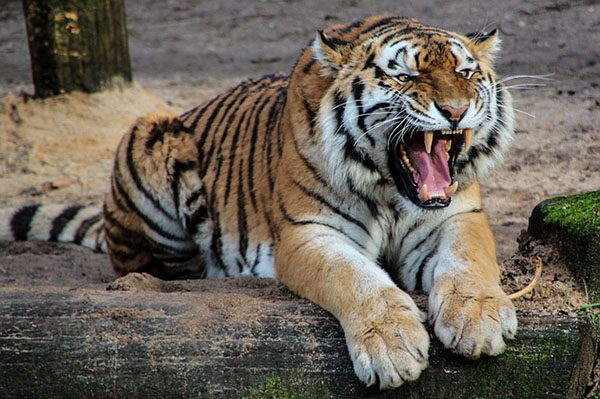 Tigres matan a su domador durante un ensayo circense en Italia