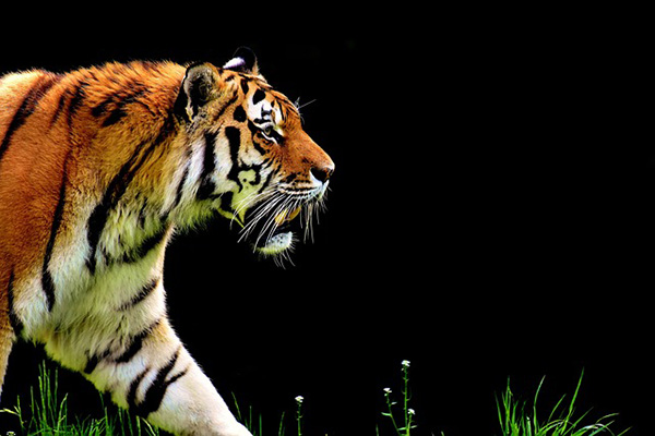 Tigre sale de un auto a la carretera en la ciudad rusa de Ivánovo