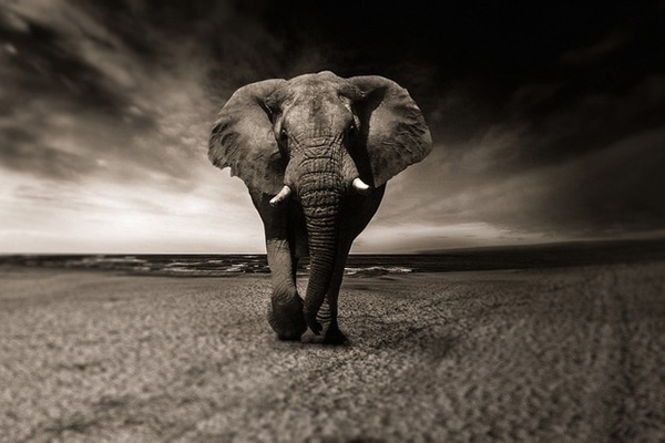 ¡No son bienvenidos! Un elefante enfurecido ataca a turistas en África