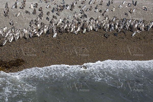Científicos alertan del riesgo de que los pingüinos se queden sin comida