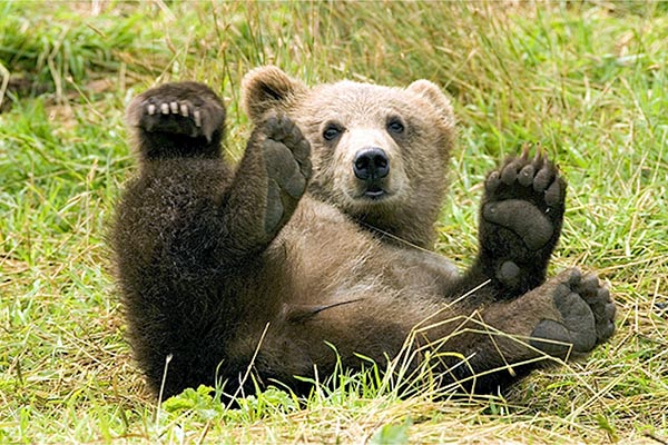 El intento de un oso negro de escalar una roca termina fatal
