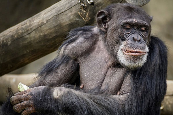 Un chimpancé le arranca los dedos a su cuidador