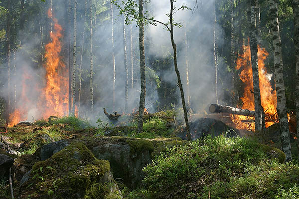 1.6 millones de hectáreas de Siberia, afectadas por incendios forestales