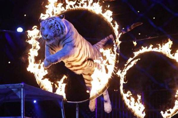 Iniciativa de Bienestar Animal permitiría otra vez animales en circos, acusan