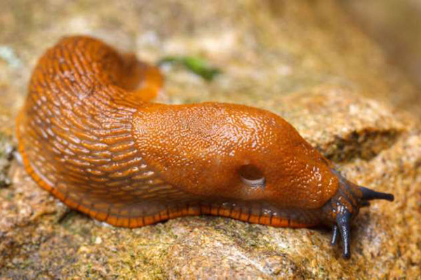 Plaga de babosas españolas gigantes invade el centro de Moscú