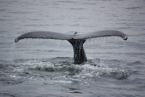 El tercer grupo de ballenas cautivas, a punto de regresar a su hábitat natural