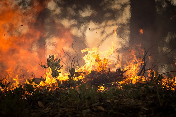 Incendios destruyen 4,400 hectáreas de bosques en sureste de Francia