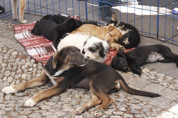 Denuncian activistas amenazas por oponerse a Ley de Bienestar Animal