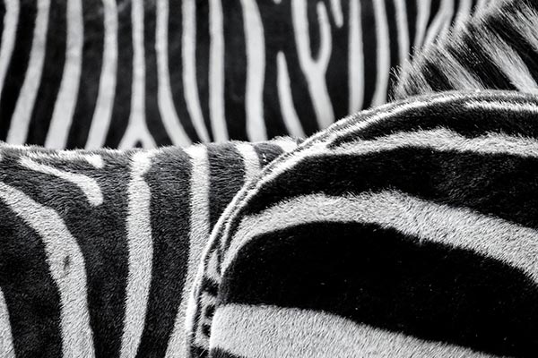 Una cebra con “dos cabezas” es fotografiada en Tanzania