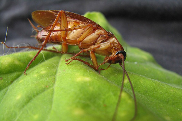 Científicos crean un robot-cucaracha que no se puede aplastar (video)