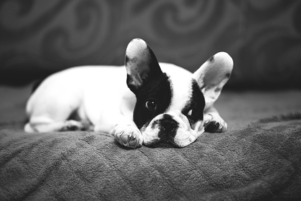 Un cachorro echa a un gato “impostor” de su cama