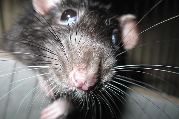 Ratas “divirtiéndose” con la comida provocan cierre de tienda 24 horas