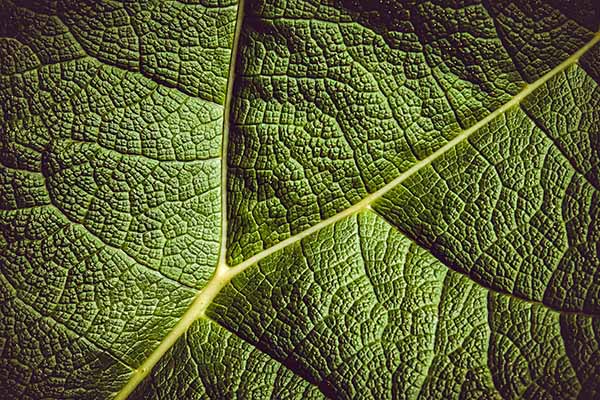 Las plantas “se comen a sí mismas” para resistir la sequía