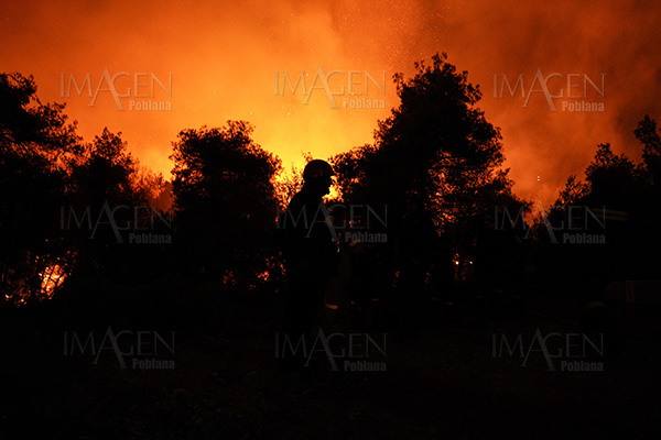 190 incendios arrasan con 1,850 hectáreas de bosques en Túnez