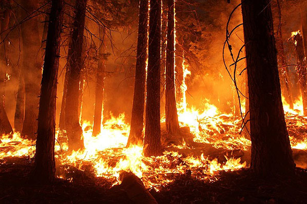 ¿Por qué el incendio en la Amazonía importa menos que Notre Dame?