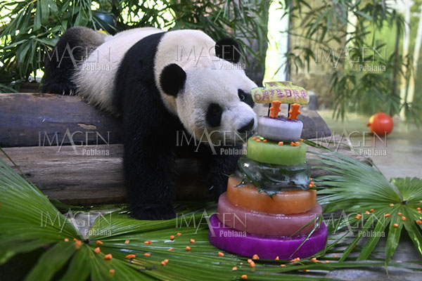 El panda gigante más longevo en cautiverio cumple 37 años