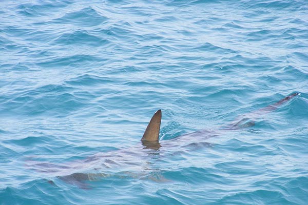 Pescadores capturan un tiburón de una tonelada y 5 metros de largo