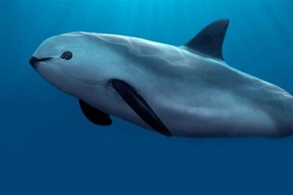 México podría sufrir sanciones económicas si no salva a la vaquita marina