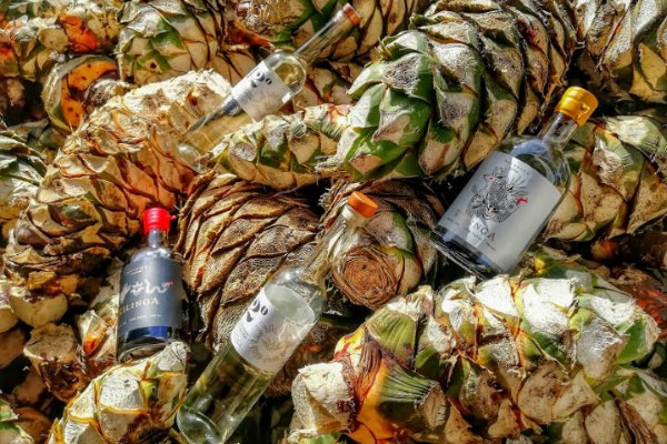 Bacanora, el primo norteño del tequila y el mezcal