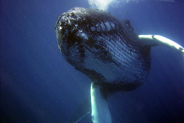 ¿Tendrías la oportunidad de sobrevivir si te tragara una ballena?