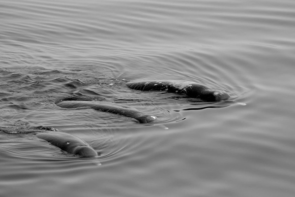 Confirman nueva especie de ballena en Japón