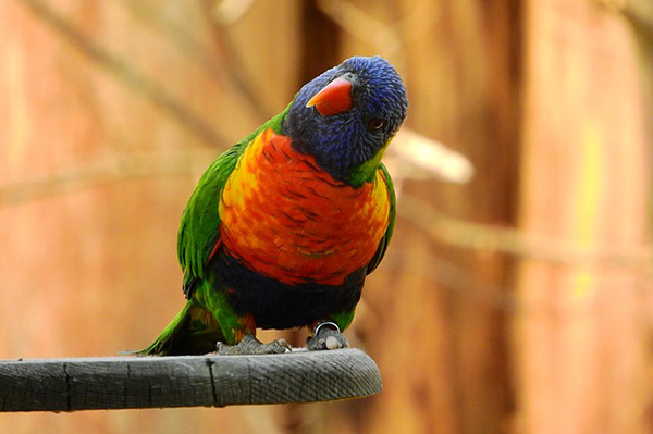 Un osado pajarito intenta seducir a un ave de dos veces su tamaño