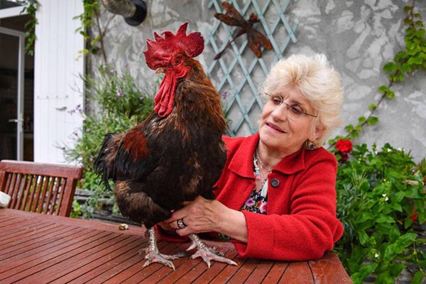Maurice, el gallo que ganó un juicio para seguir cantando en las mañanas