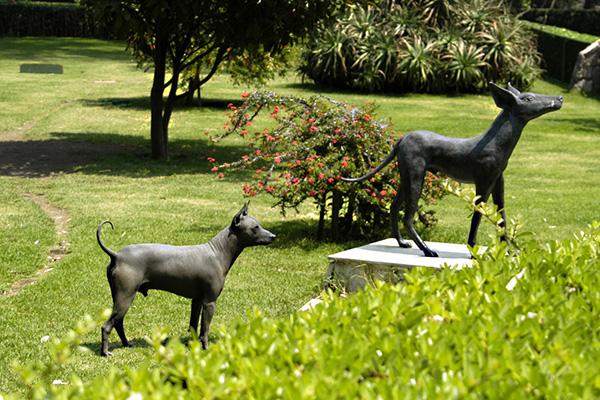 Curiosidades sobre perros 100% mexicanos