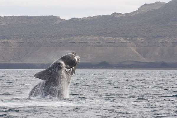 Supervivencia de ballenas francas depende de solo 100 hembras