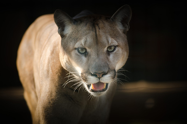 Puma “descansa” en el baño de una casa y escapa por la ventana