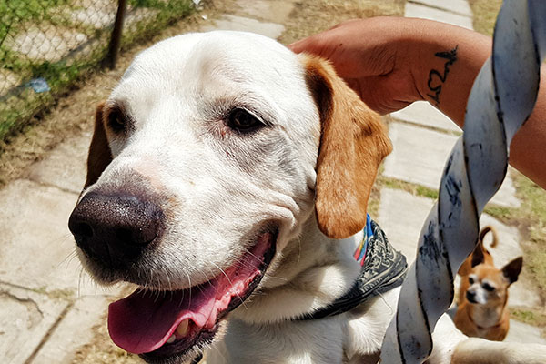 Necesario “soltarle las manos” al personal de Protección Animal: Ángeles Peludos