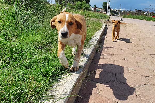El maltrato animal en Puebla va en aumento: Patitas Enlodadas